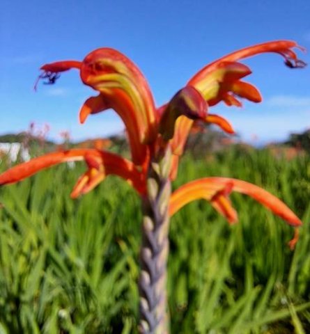 Chasmanthe aethiopica flowers